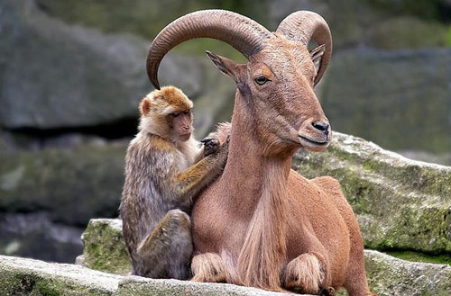 Very Unlikely Animal Friendship Photo