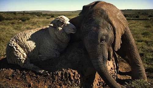 Extremely Sweet Sheep and Elephant Photo