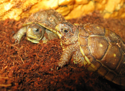 Cooing Baby Turtle Photo