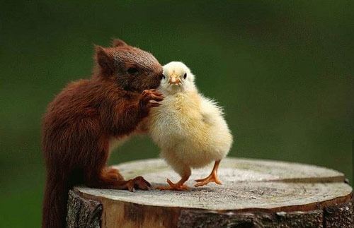 Amazingly Cute Animal Friendship Photo