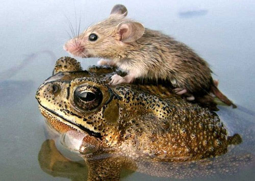 Simply Unbelievable Animal Frienship Photo