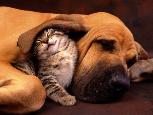 Forever Sweet Cat and Dog Friendship Photo