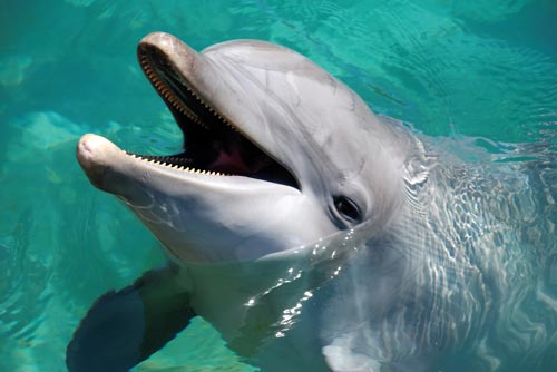 Happy Dolphin WP