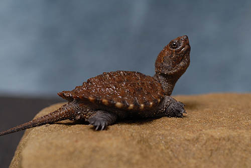 Magnificent Baby Turtle Photo