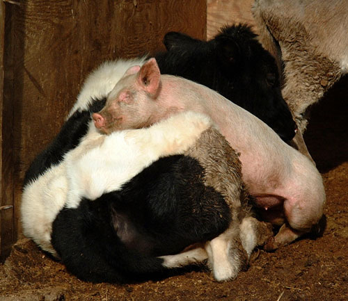 Very Unlikely Yet Touching Animal Friendship Photo