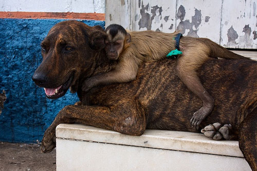 Indeed Touching Animal Friendshio Photo