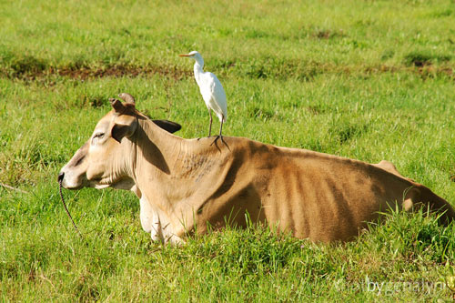 Comforting Animal Friendship Photo