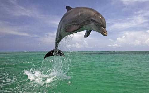 Mighty Dolphin WP