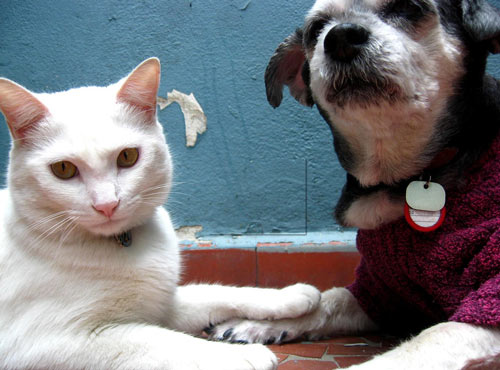 Heart Melting Animal Friendship Photograph