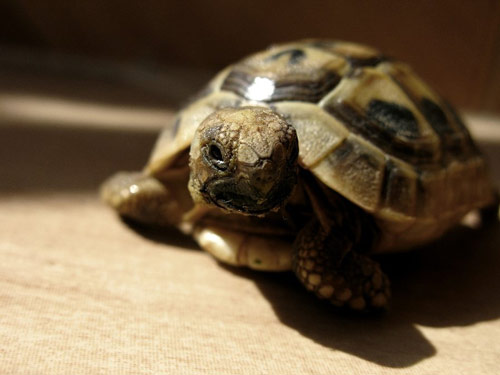 Kind-Looking Baby Turtle Photo