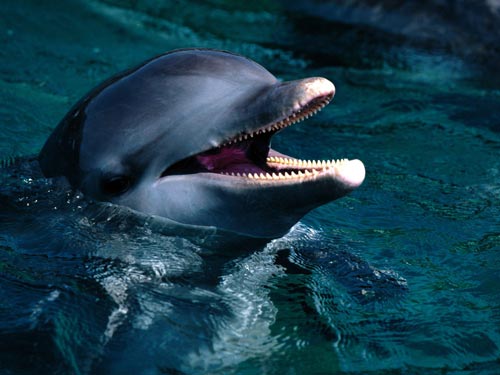 Irresistible Dolphin WP