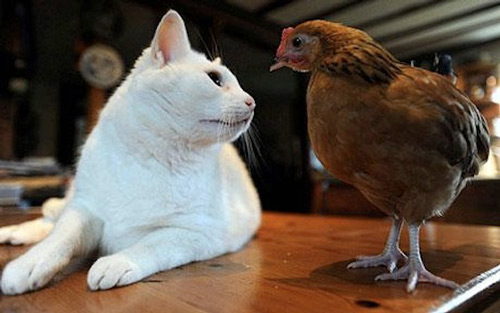 So Unusual Cat and Chicken Photography