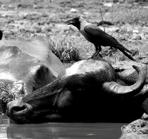 Weird but Sweet Animal Friendship Photo