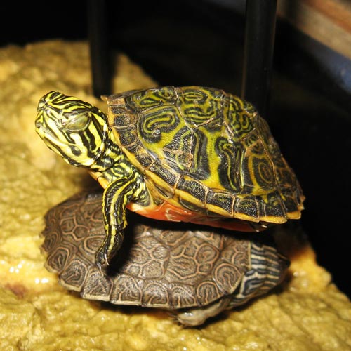 Undeniably Nice Baby Turtle Photo