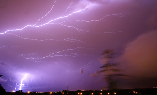 Flowers within the Storm Photo