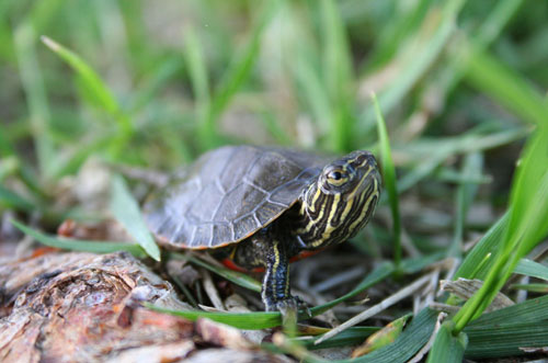 At Wonder Baby Turtle Photo