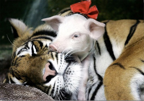 So Adorable Tiger and Piglet Photography