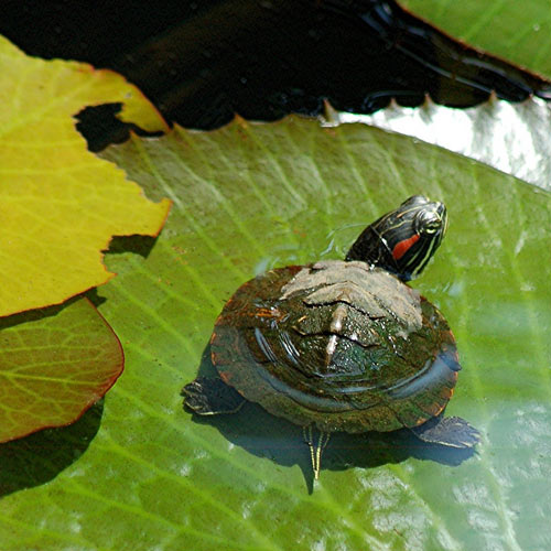 Sun Bathing Baby Turtle Photo