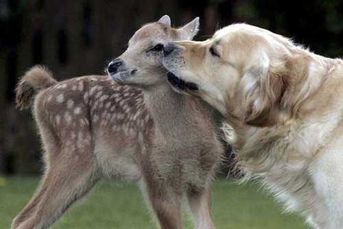 Very Expressive Photo of A Dog and A Deer