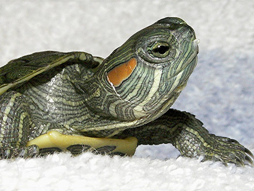 Immense Baby Turtle Photo