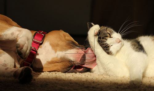 Very Nice Sweetness of a Cat and Dog Photo