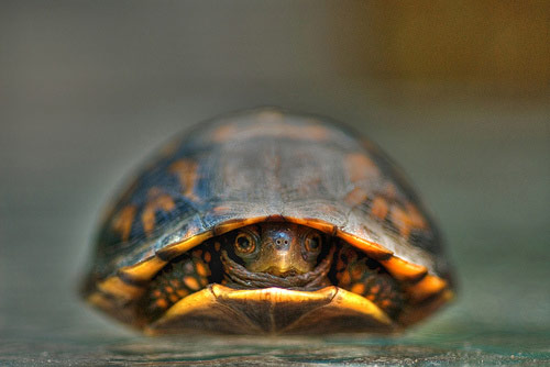 Exciting Baby Turtle Photo