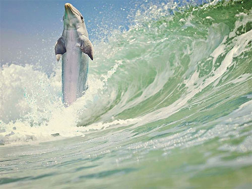 Amazingly Charming Dolphin WP