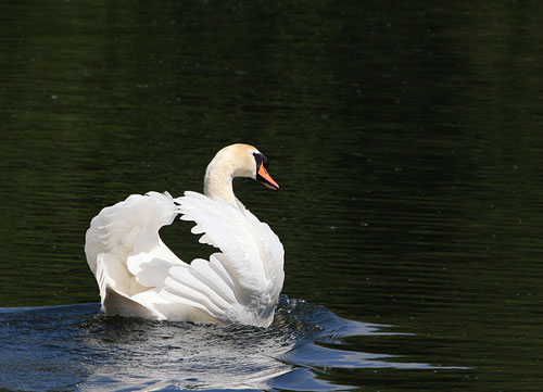 So Delightful Swan Photo