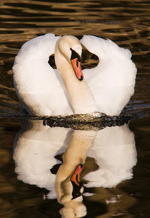 Encouraging Swan Photo