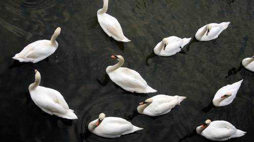Endearing Swan Photo