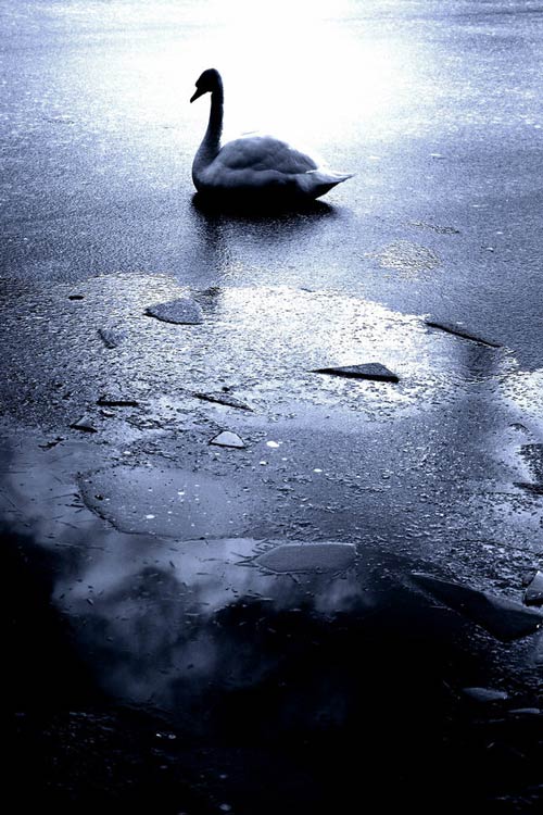 Heartwarming Swan Photo