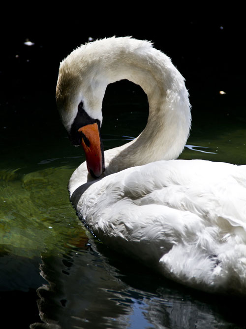 Marvelous Photo of a Swan