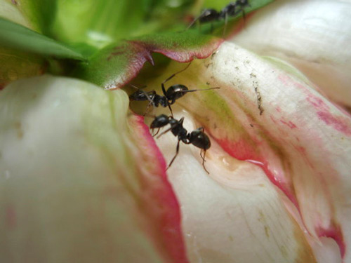 Fabulous ants photography. 