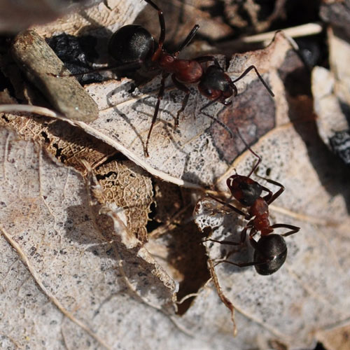 Boastful ants photography. 