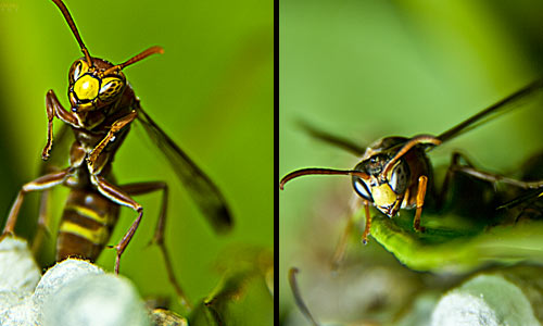 Various Angles for Macro Photography