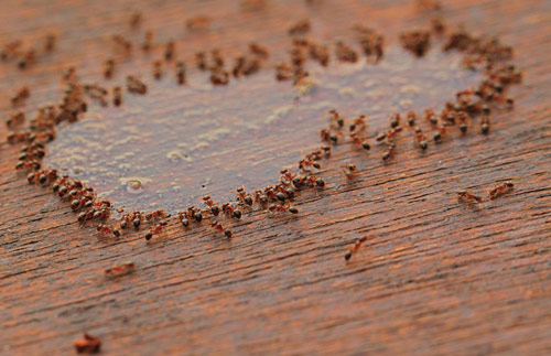  workaholic ants photography. 