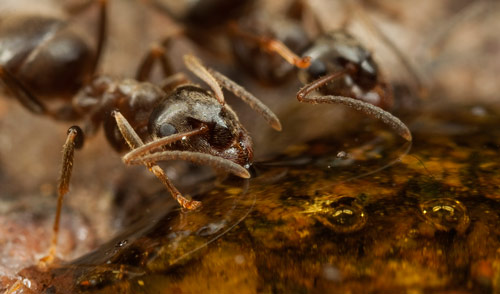 Very brave ants photography. 