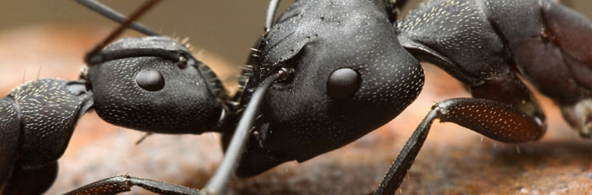 Macro Photography Inspiration: Interesting Ants’ Photos