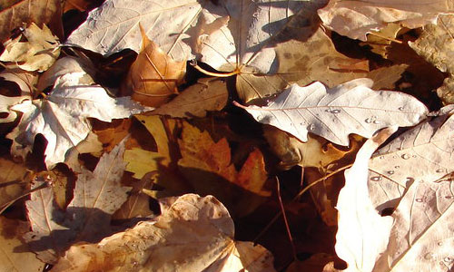 Firm Dried Leaf Texture