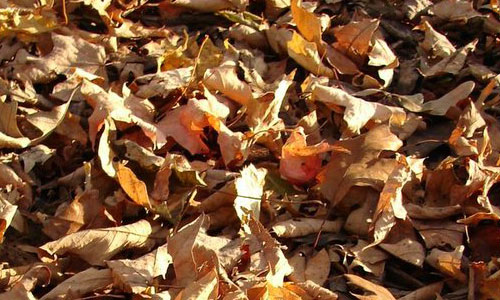 Readily Taken Dried Leaf Texture