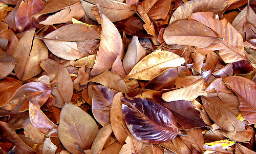 Golden Dried Leaf Texture