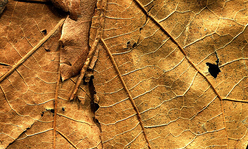 Unique Dried Leaf Texture