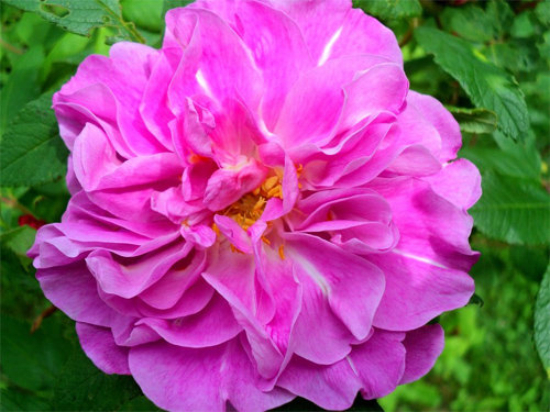 Sweet Pink Rose