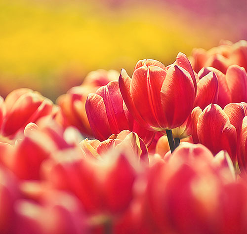 Refreshing Tulip Picture