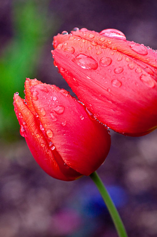 Amiable Tulip Picture