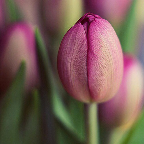 violet tulip picture