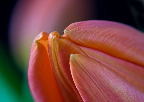 Very Inspiring Tulip Picture