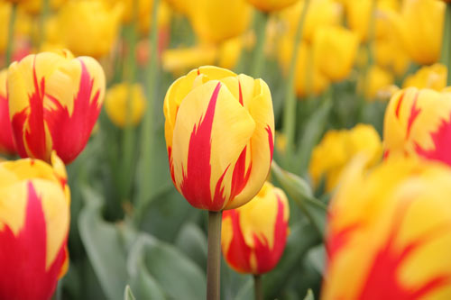 Eye-Catching Tulip Picture