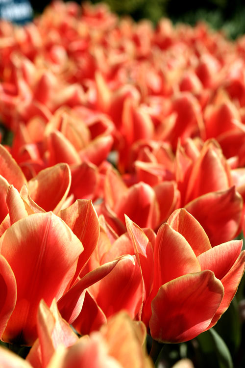 Substantial Tulip Picture