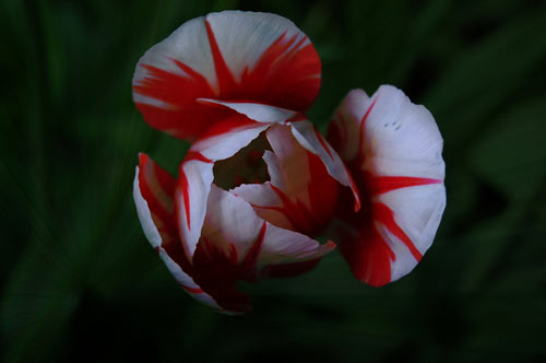 Very Nice Tulip Picture